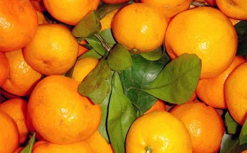 支气管炎克星治咳嗽,润肺止咳支气管炎的中药