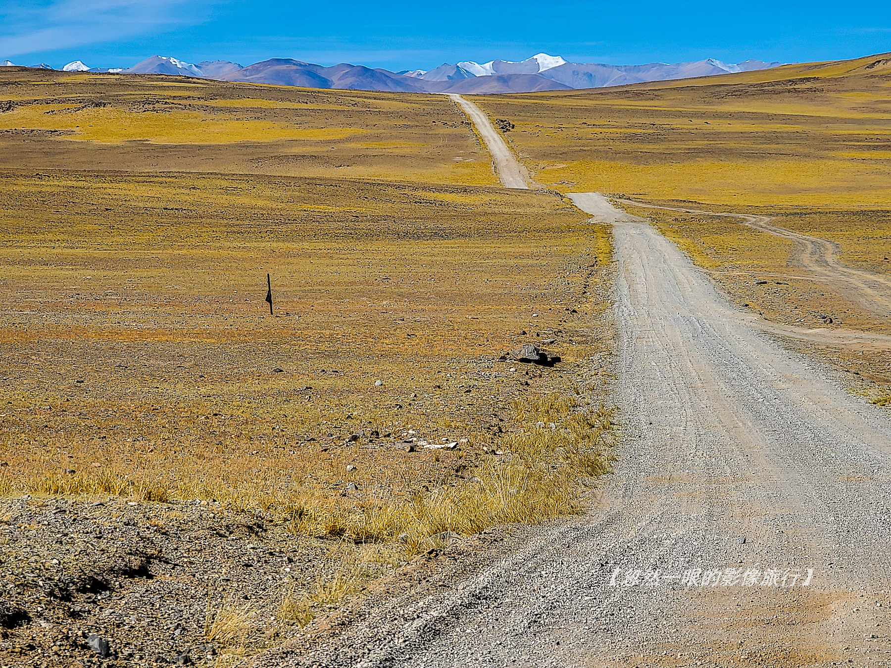 阿里无人区野狼出没,阿里无人区狐狸