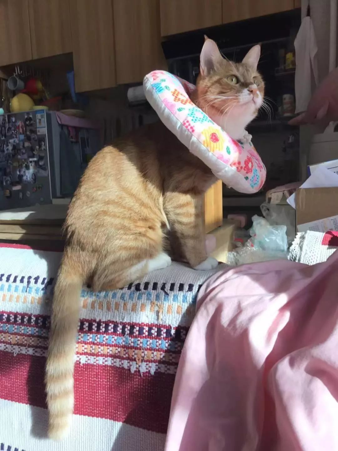 猫咪绝育头套需要戴几天,猫咪绝育后戴项圈不吃饭