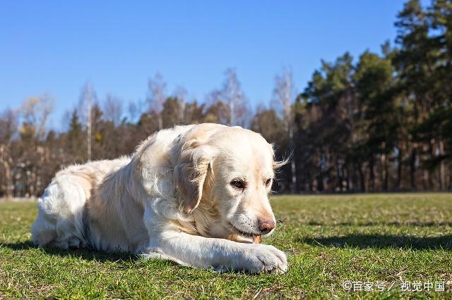 金毛和拉布拉多为什么不一样,金毛和拉布拉多哪个更友好聪明