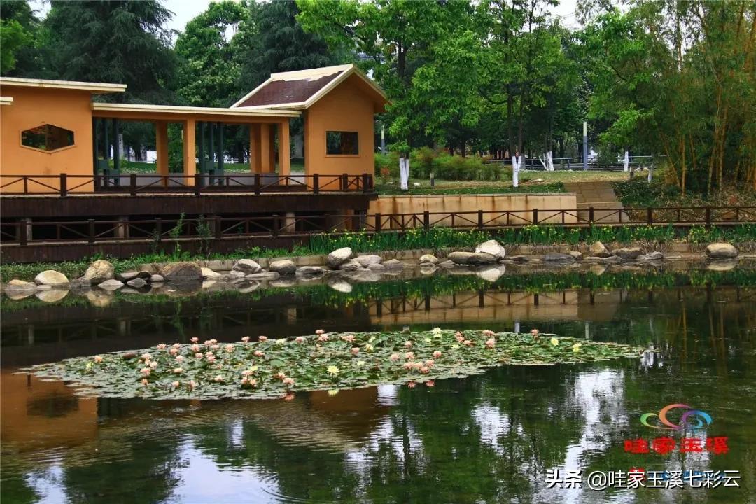 睡莲花开冬天,夏天睡莲开花了