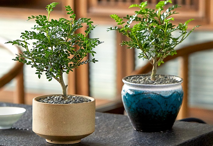 买的清香木一碰就掉叶子,清香木移栽后掉叶子会怎么样