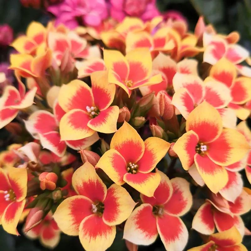 单瓣长寿花品种大全图,长寿花单瓣最好看的品种