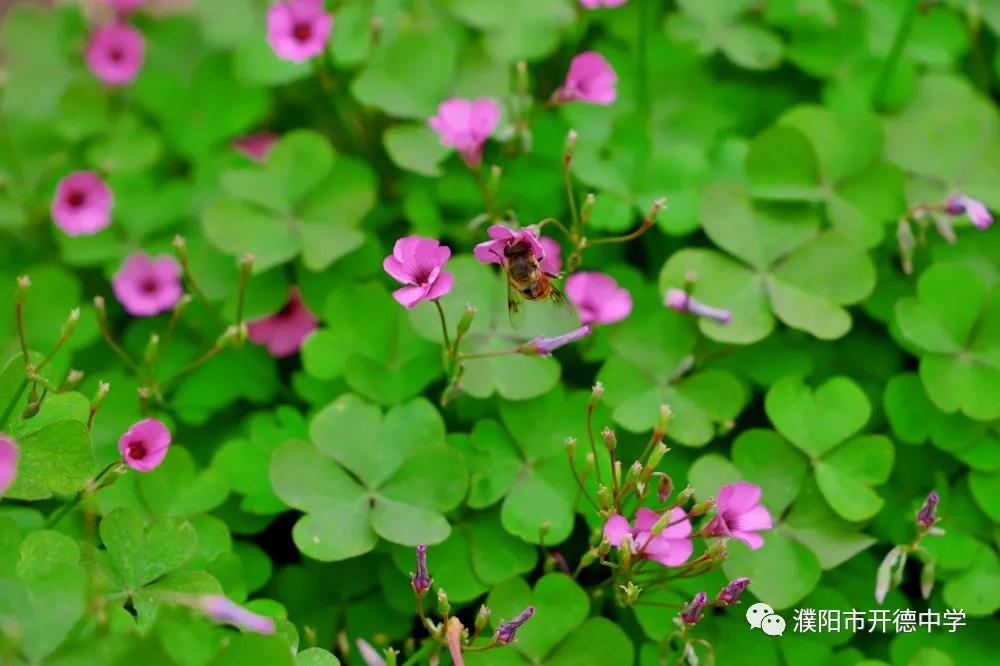 濮阳市开德中学图片,濮阳华龙区开德中学