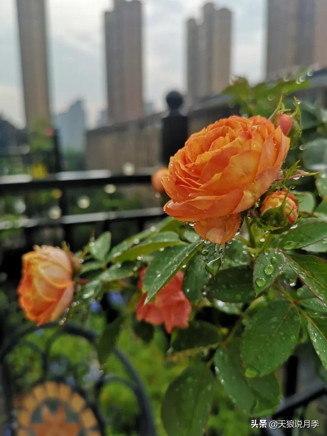 月季春季第一波花要不要剪,月季春季第一波花开后嫁接