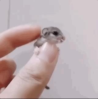 甭管啥就盘它,甭管什么东西盘它原版