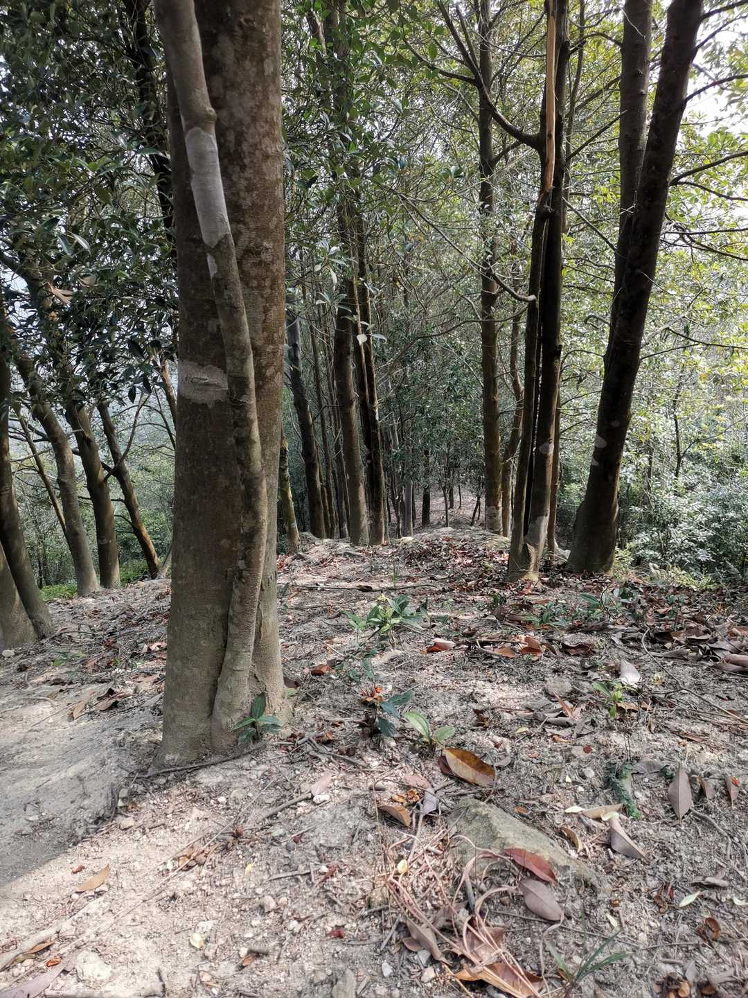 厦门市天竺山一日游,厦门天竺山攻略