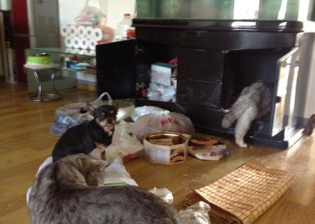 养狗的人怎么去除家里的狗味,养狗家里有异味怎么除去