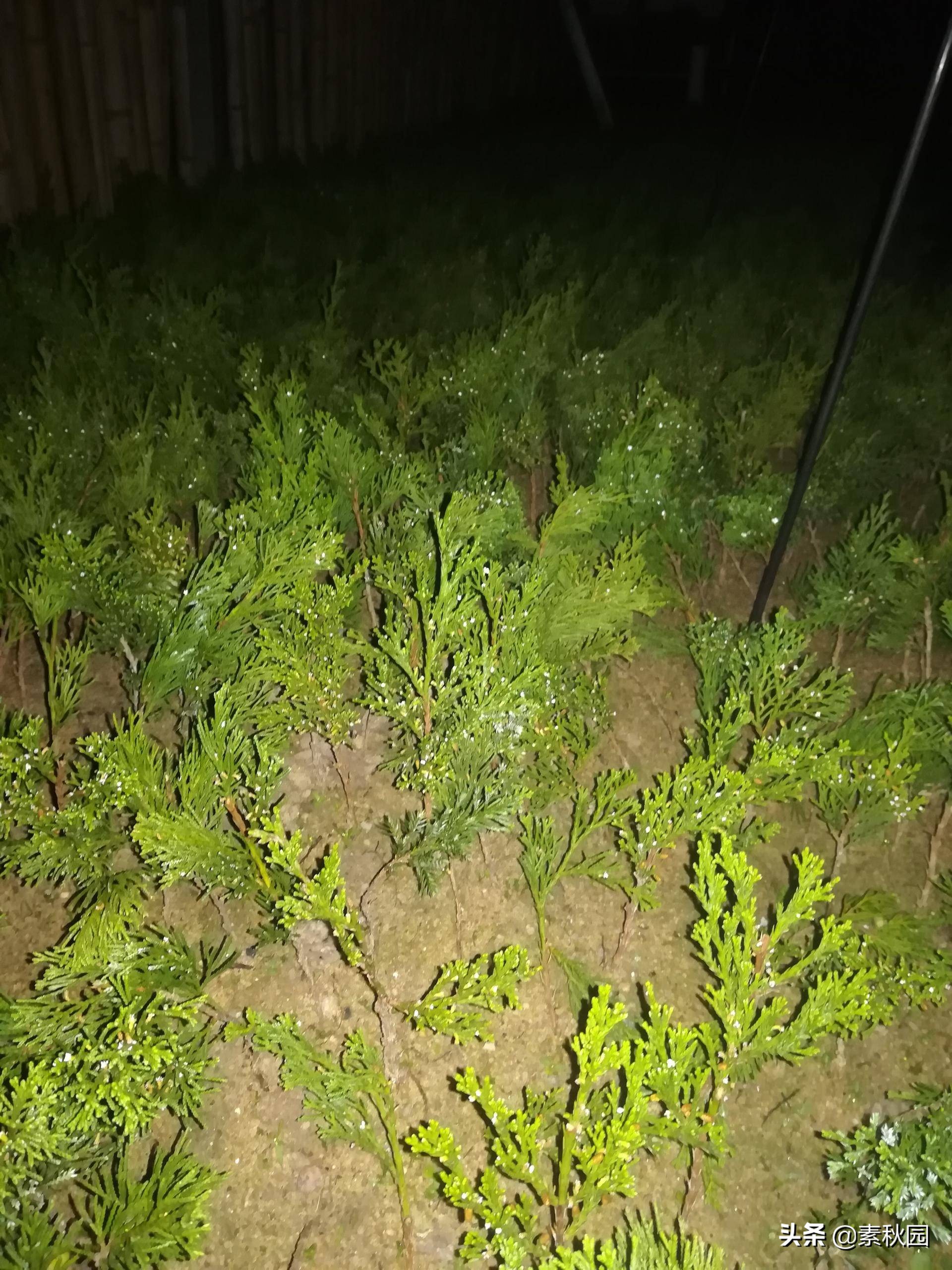 怎样从一棵小苗培养成提根盆景—台湾真柏