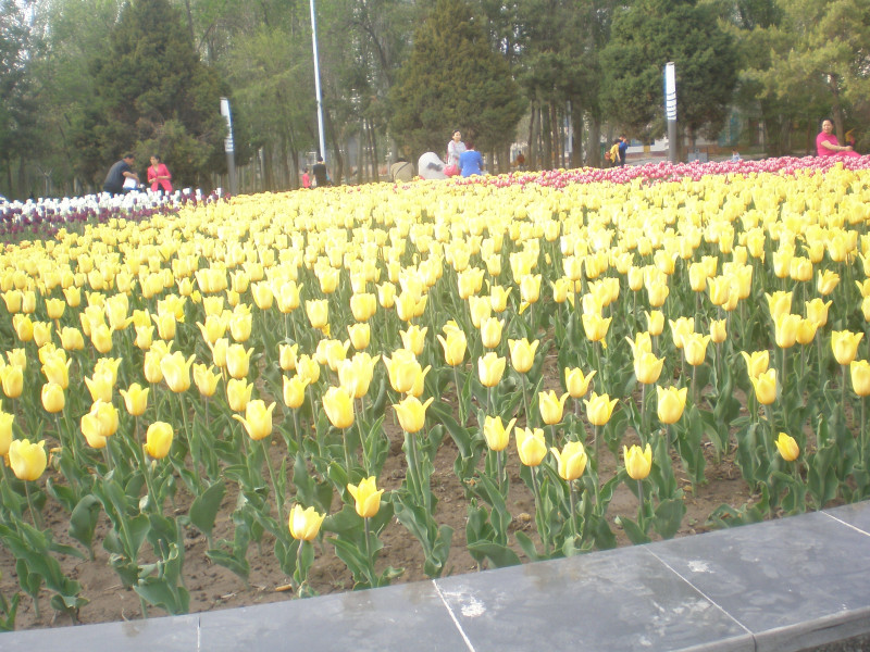 郁金香花开万朵图片,郁金香花开惹人醉