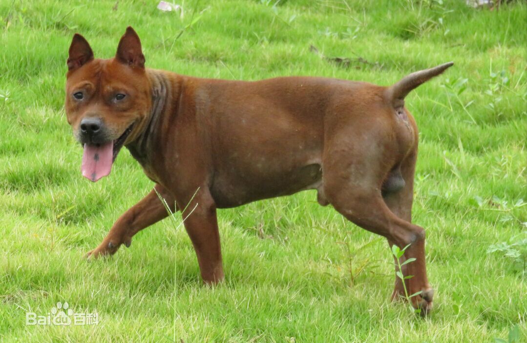 宠物狗小型犬品种排名大全及图片,性格温顺的小型犬有哪些