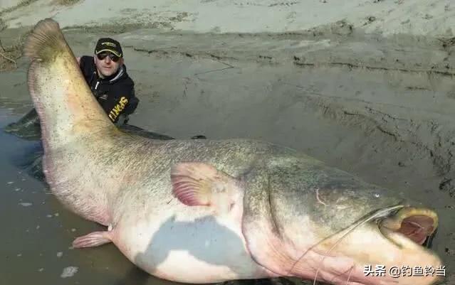 恒河的“烦恼”，鲶鱼已多到泛滥成灾，钓友：高价请我都不去钓！