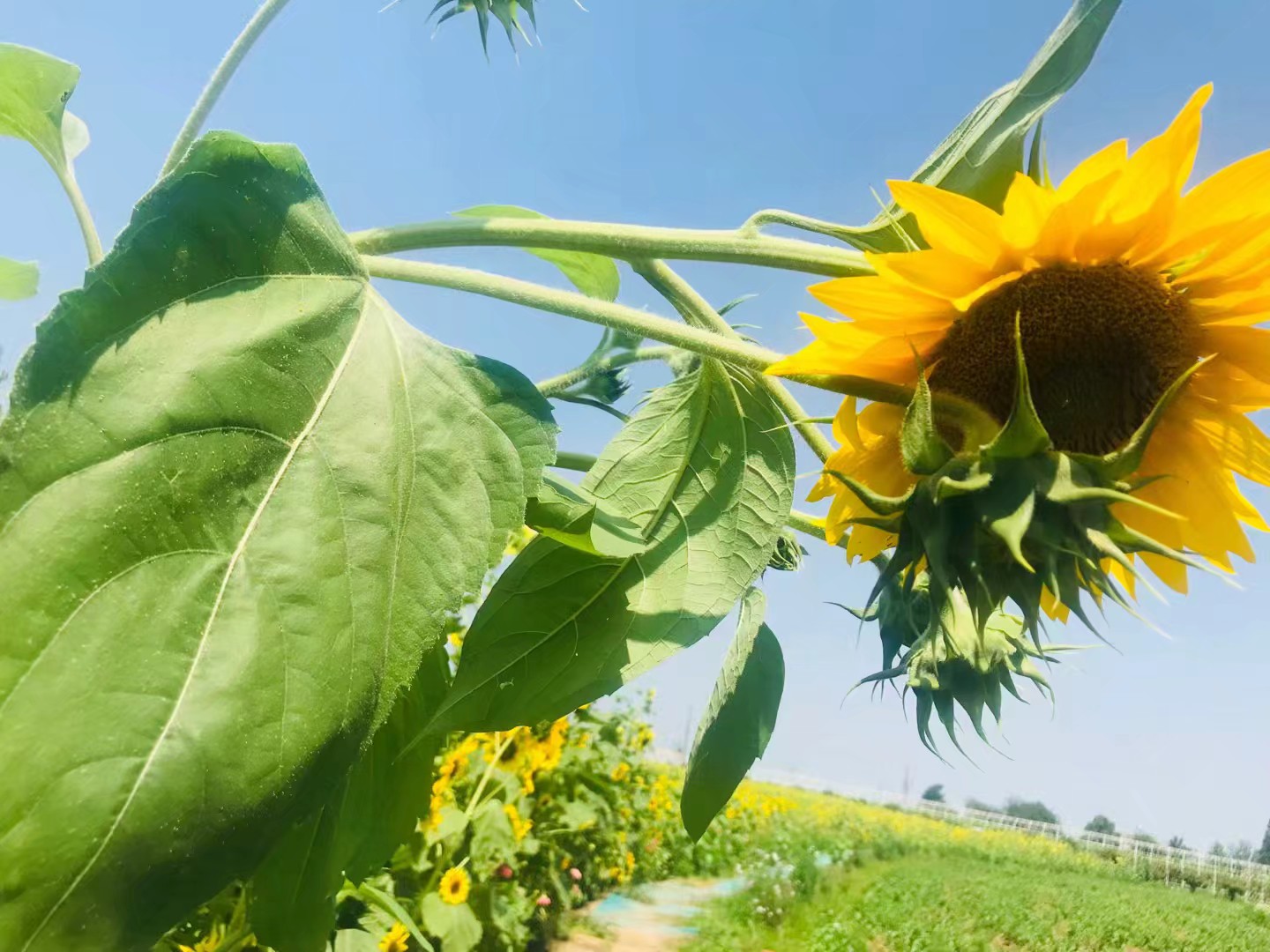 同心花海风景区,春光无限好旅游观光