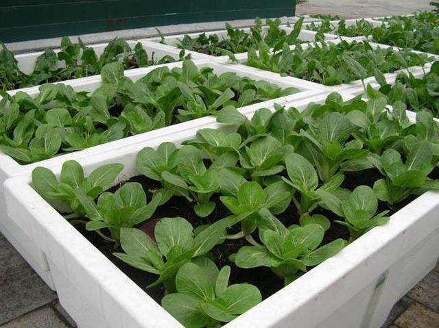 阳台种菜最关键的是什么,阳台种菜关键技术小白菜