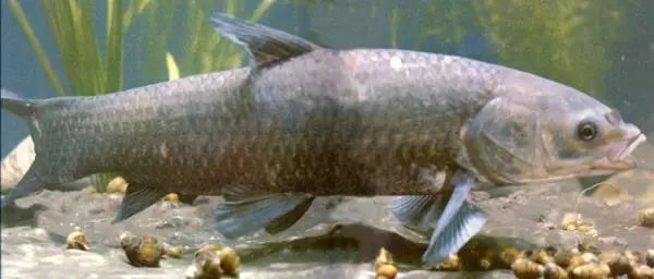 如何判断漂相最准确,上鱼的10种漂相图解