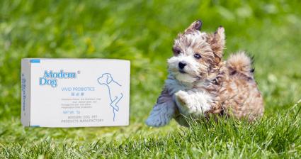 狗狗拉肚子的最快解决办法,狗狗拉肚子怎么办是凉了吗