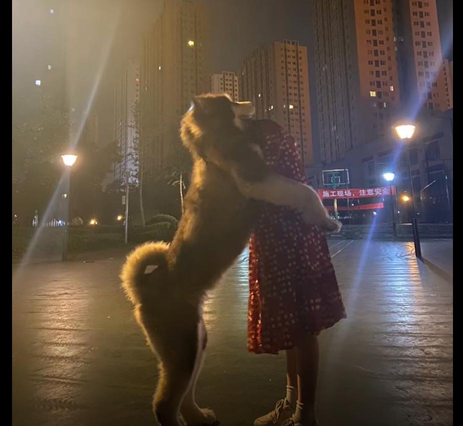 阿拉斯加狗毛剃光几个月长出来,阿拉斯加犬剃毛醒来疯了