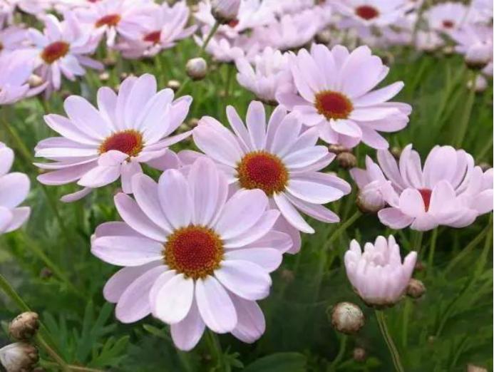 美丽的少女藤本月季,玛格丽特少女之花