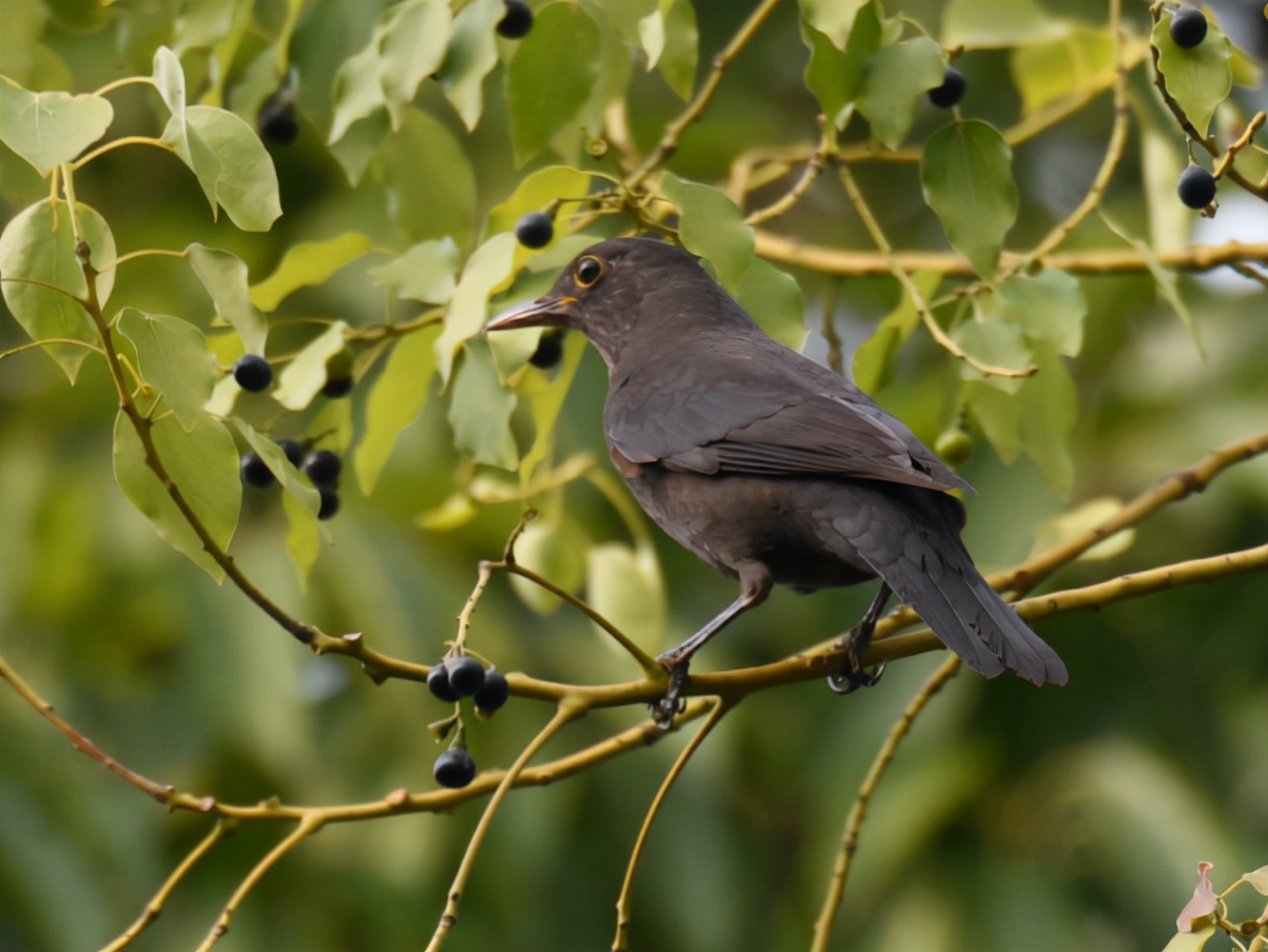 广州晓港公园拍到黑枕黄鹂,广州晓港公园简介