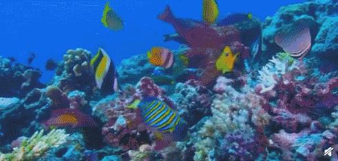 西沙群岛的美丽和富饶,西沙群岛的特殊