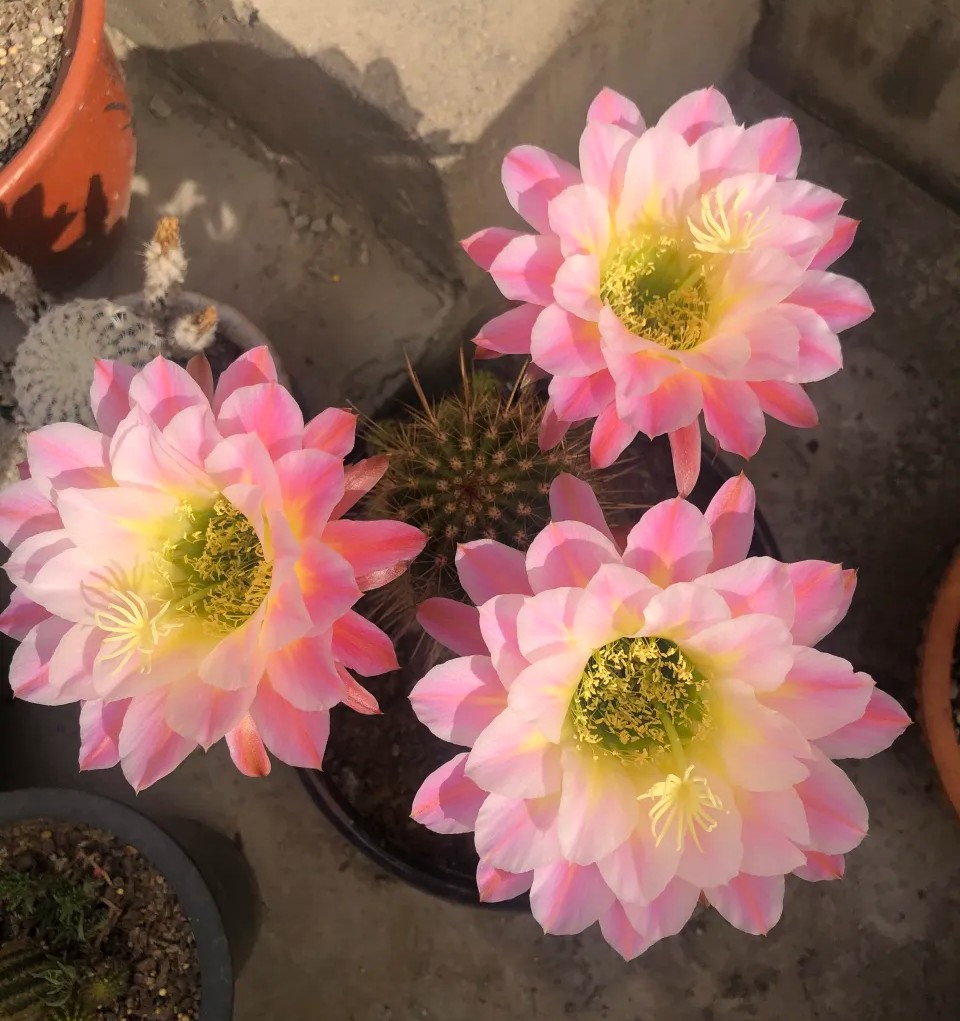 仙人球开花多盆栽品种大全,仙人球会开花还特别漂亮