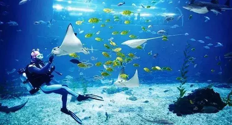 临沂极地海洋世界五一特惠,临沂极地海洋世界门票多少钱