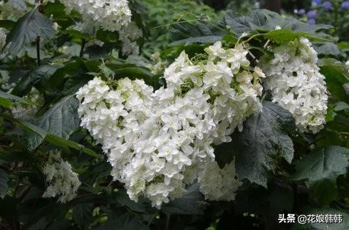 圆锥绣球花后修剪和冬季修剪,绣球无尽夏修剪没有芽点怎么修剪