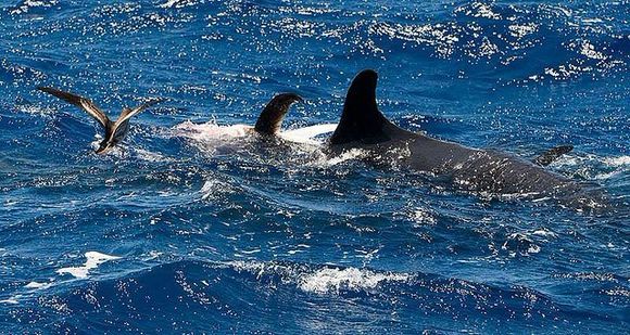 海洋中的剑鱼和旗鱼,海洋中速度最快的剑鱼