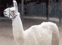 神兽羊驼吐口水,网络神兽羊驼一言不合吐口水