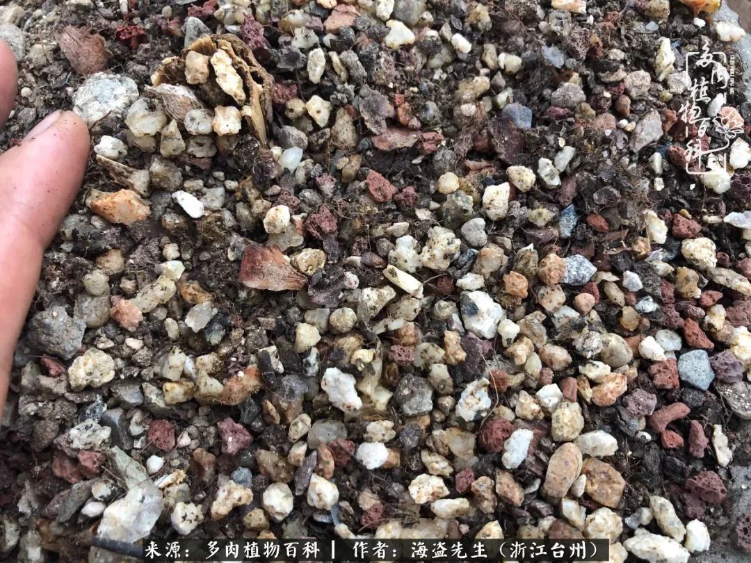 多肉玫瑰怎么才能出状态,多肉山地玫瑰唤醒方法