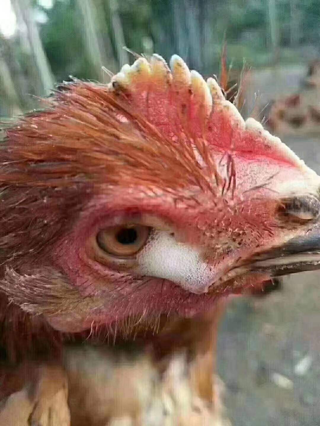 散养土鸡可发生的寄生虫有哪些,土鸡气囊炎怎么治疗