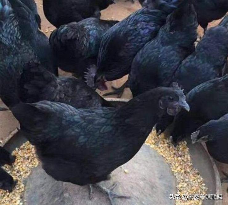 养3000只五黑鸡,养黑鸡风险是不是很大