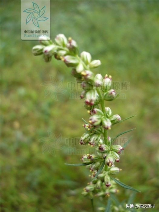艾蒿植物,艾蒿类植物有哪些