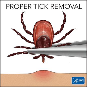 狗狗耳朵里长吸血蜱虫,狗狗身上的蜱虫幼虫