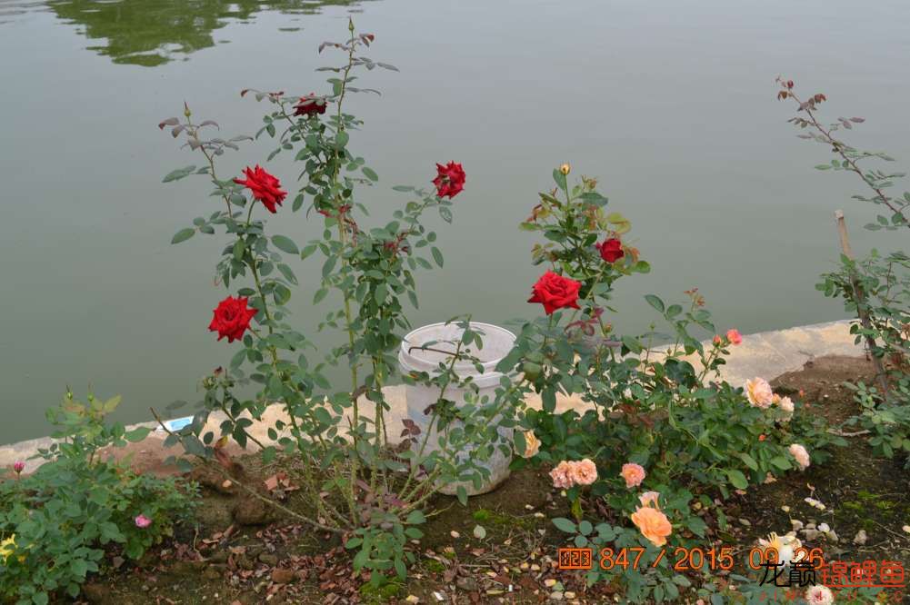 锦鲤苗成长,日本锦鲤水花苗成长