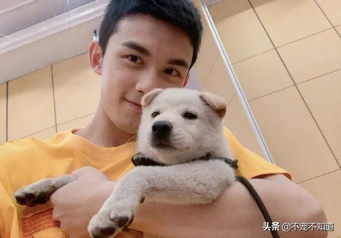 中华田园犬小时候的可爱图片,中华田园犬颜值天花板小奶狗