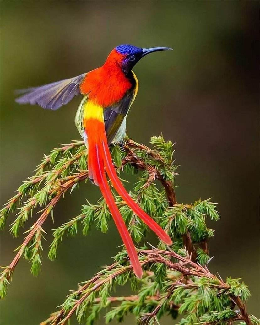 童话体裁,复活童话书