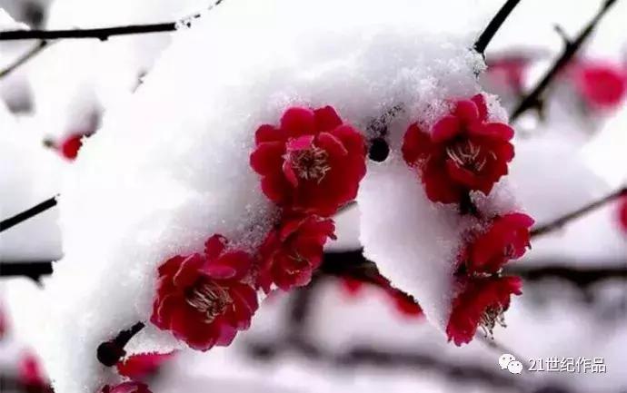 雨霖铃十二首原唱,朗诵经典作品雨霖铃