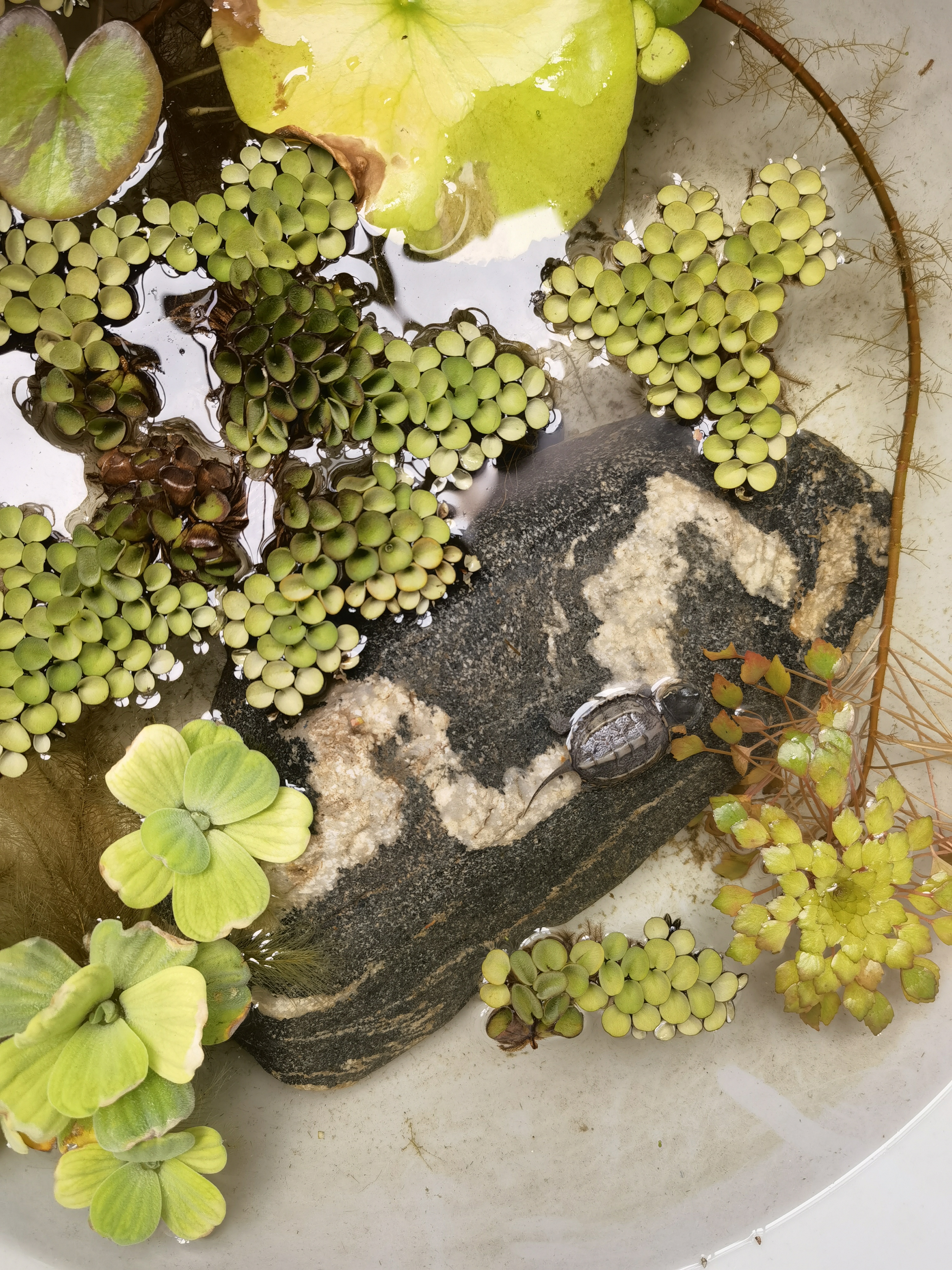 上海乌龟冬眠时间,乌龟冬眠的时间