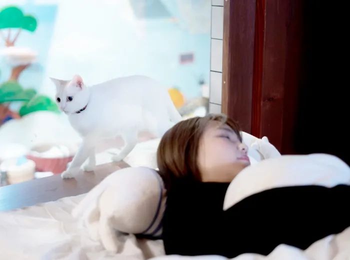 猫咖是不是会收留真猫咪打工,猫咪去猫咖打工是真的吗