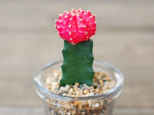 绯牡丹扦插,绯牡丹的繁殖方法