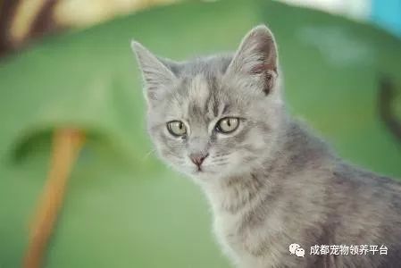 谁说土猫无名猫?快来围观古代猫谱,你家有没有镇宅神兽!