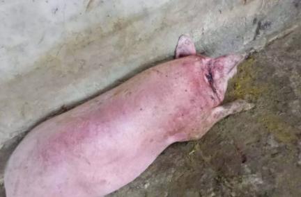 猪场全部猪整体体温低是怎么回事,猪量体温如何使用温度表