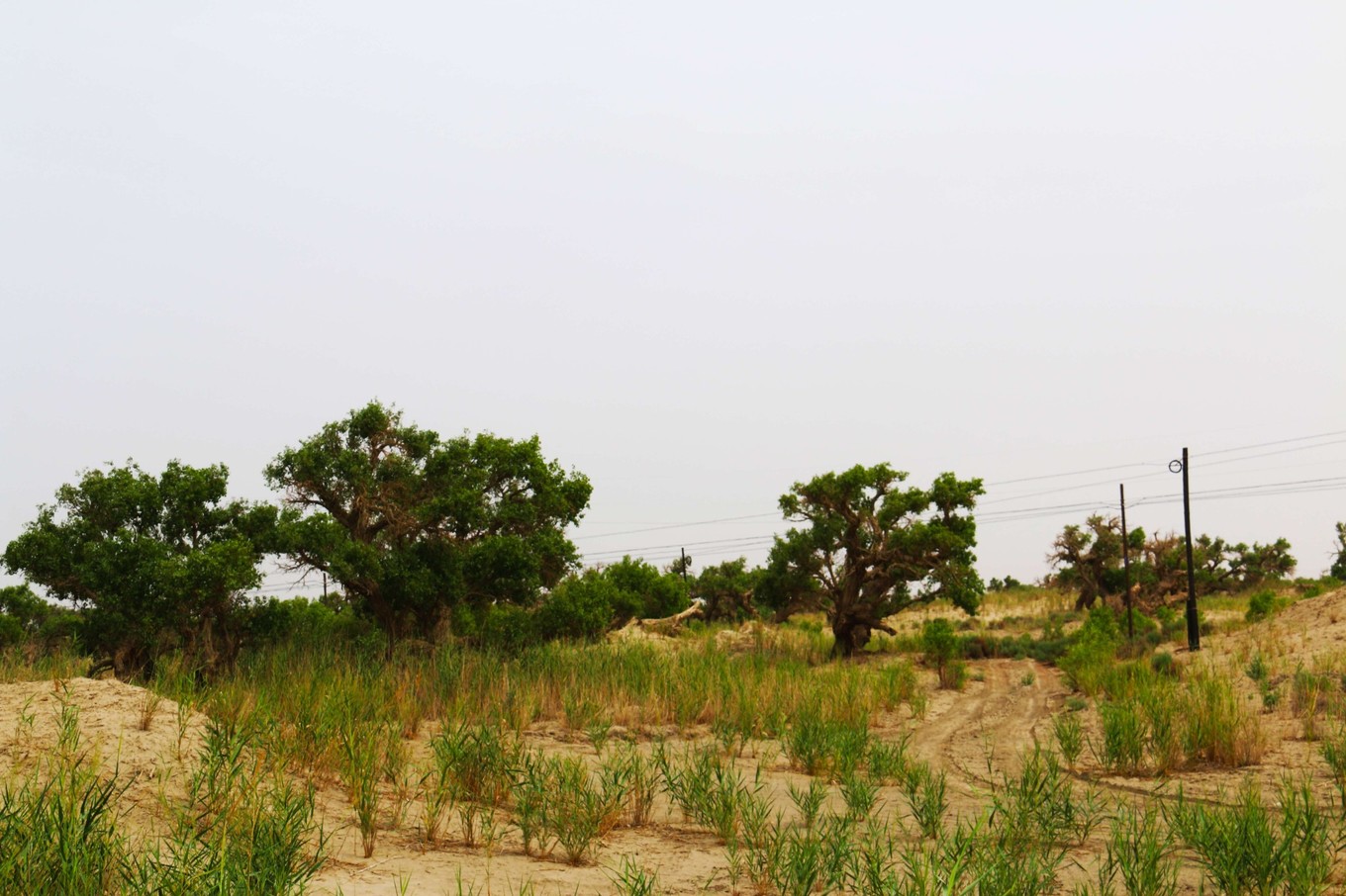 且末和若羌,楼兰古国代表