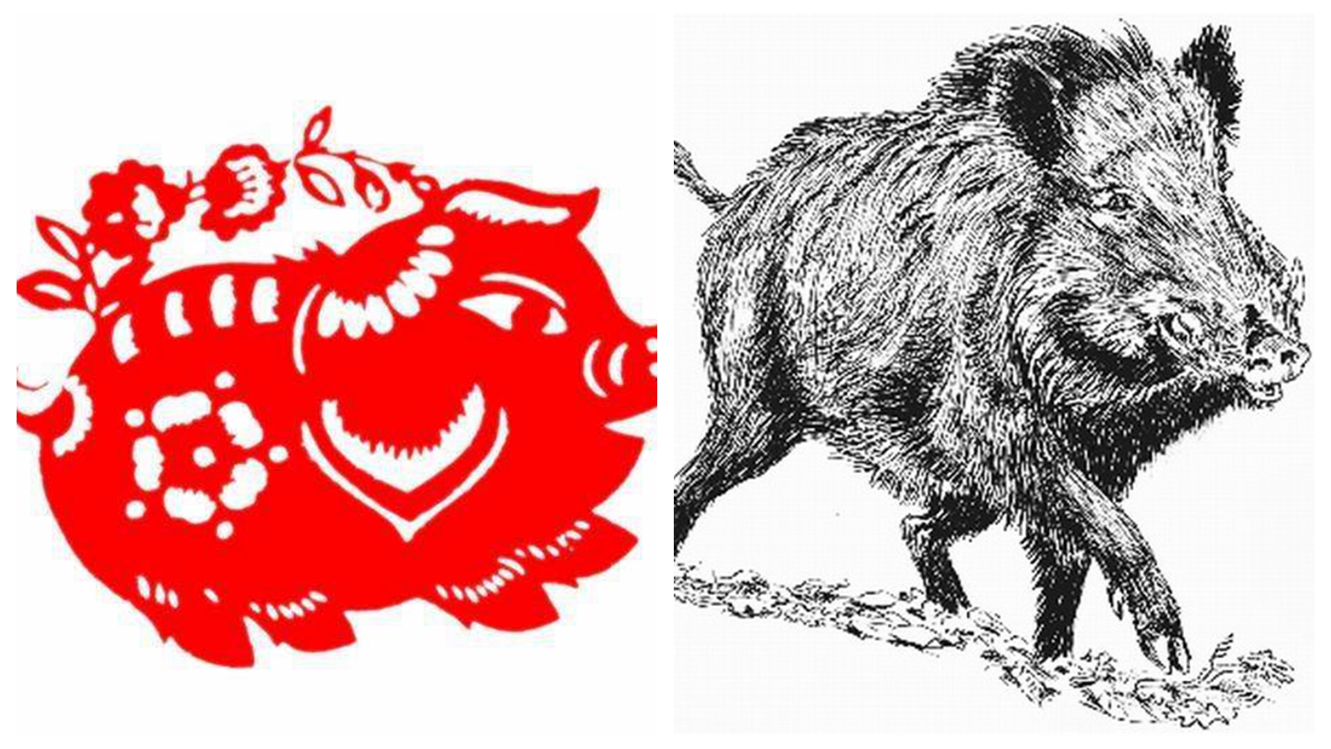 国外的12生肖对比中国的12生肖,12生肖的各种解释