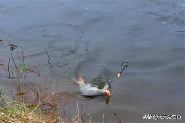 钓大鱼双铅坠钓法,梅州钓法适合钓大鱼吗