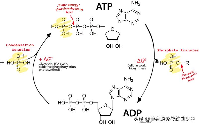 为什么游一圈就特别累,为什么旅游这么累呢