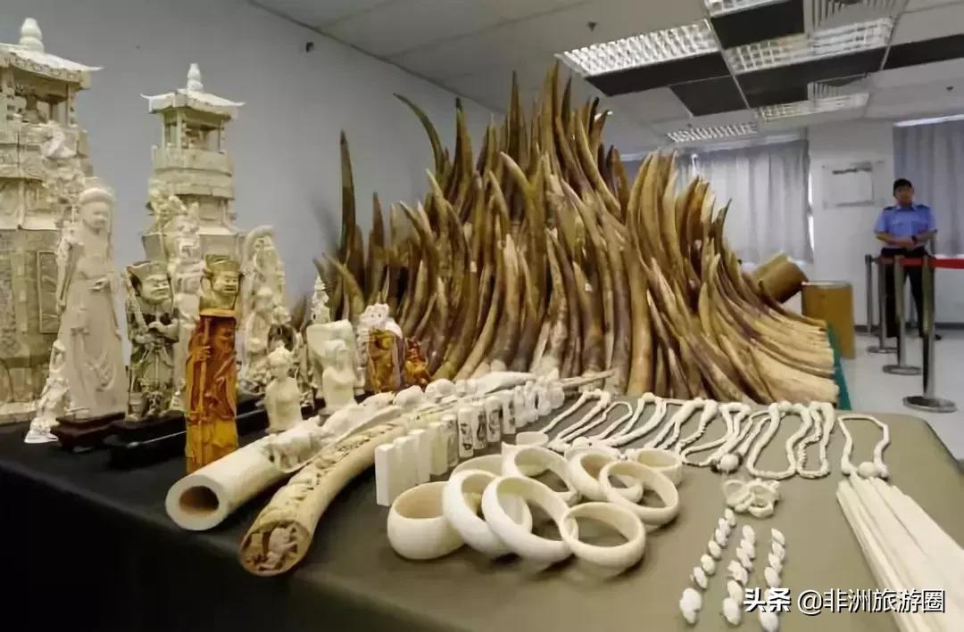 为什么非法犀牛角贸易在不断的升级？