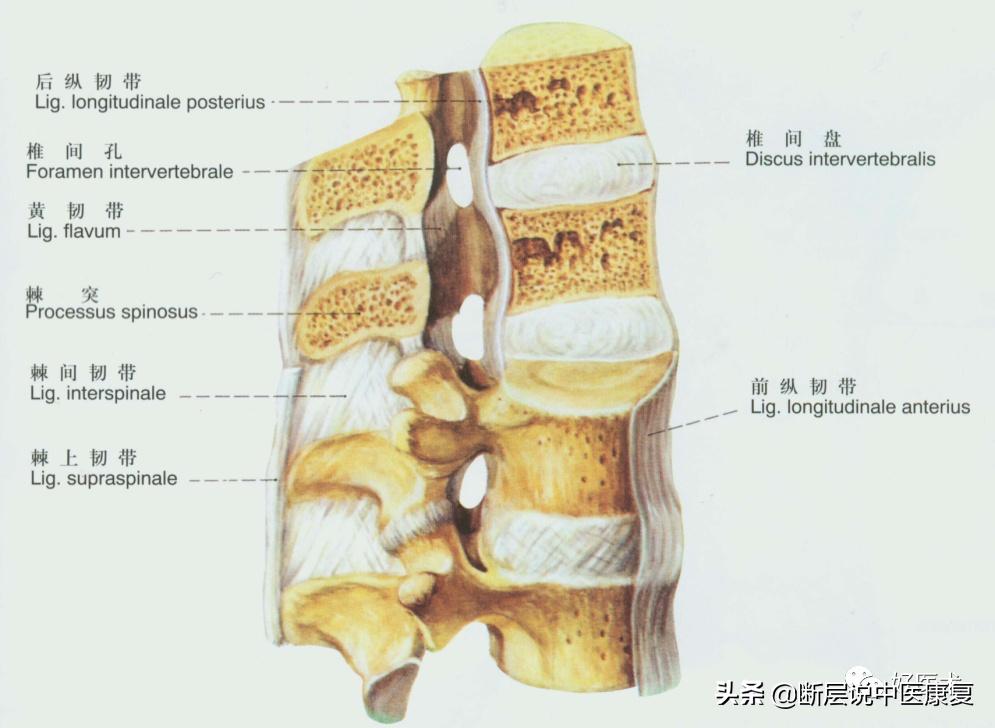 脊柱韧带的走行与位置,脊柱相关病九大诊治区图