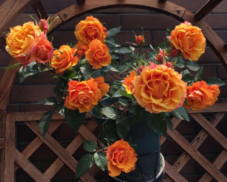 月季中的开花劳模,超微月季一年四季都能开花